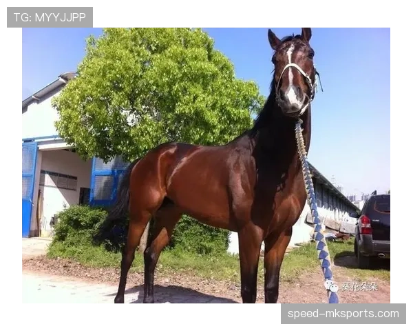富里睡醒发现自家马场又多了一匹纯血马，账单还没拆